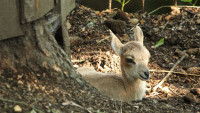 urial bucharský mládě
